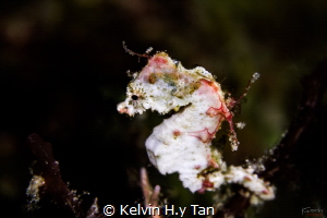 Pontohi pgymy seahorse by Kelvin H.y Tan 